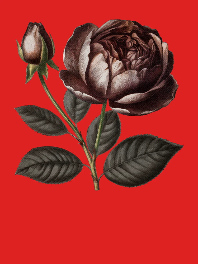 Dark academia rose - bordeaux antique botanical flowers Classic T-Shirt