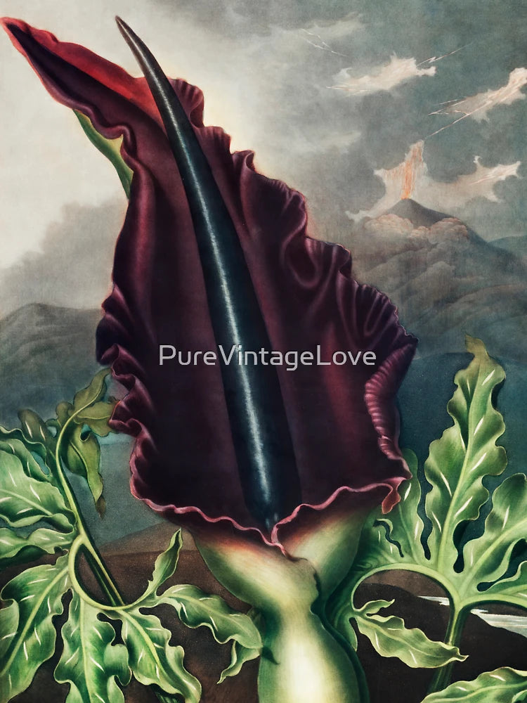 The Dragon Arum from The Temple of Flora (1807) by Robert John Thornton. Classic T-Shirt