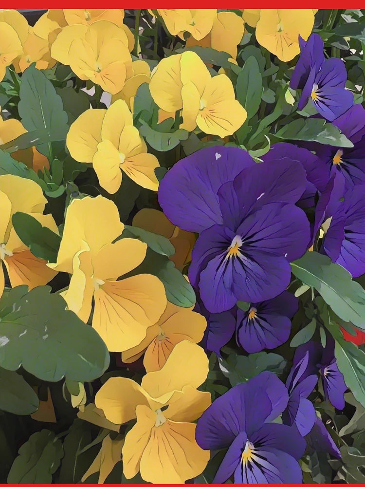 Two-Tone Pansies – Yellow and Purple Floral by Petalography Classic T-Shirt
