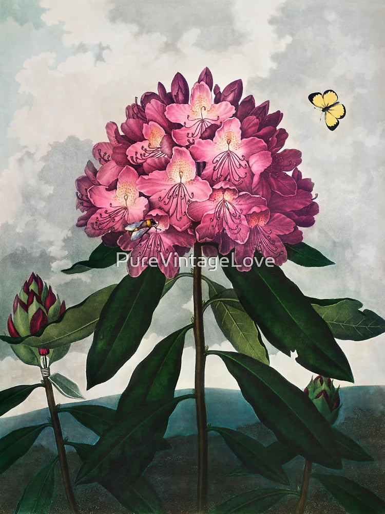 Purple Pink Flowers from The Temple of Flora (1807) Classic T-Shirt