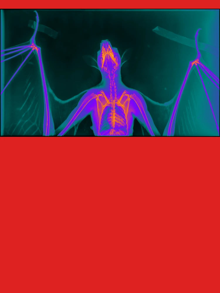 (Choose your color) Bat gets an X-Ray Dark & Cleaned Classic T-Shirt