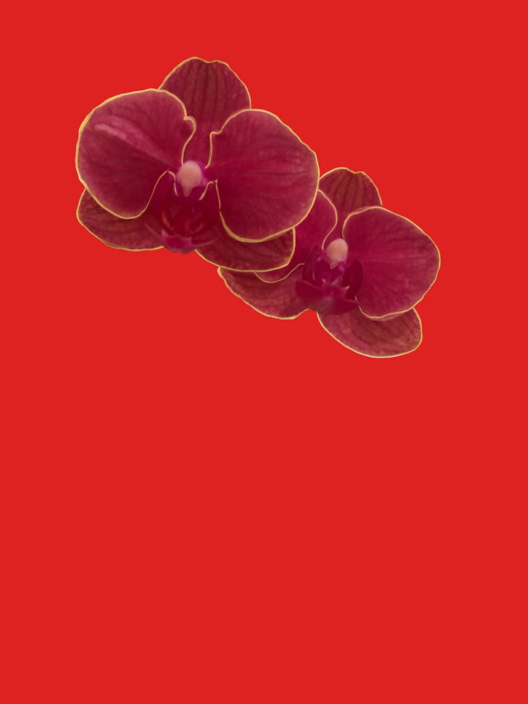 Red orchid flowers Classic T-Shirt